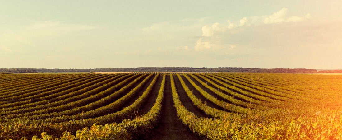 Agricultura de plantación: modelo productivo y características clave