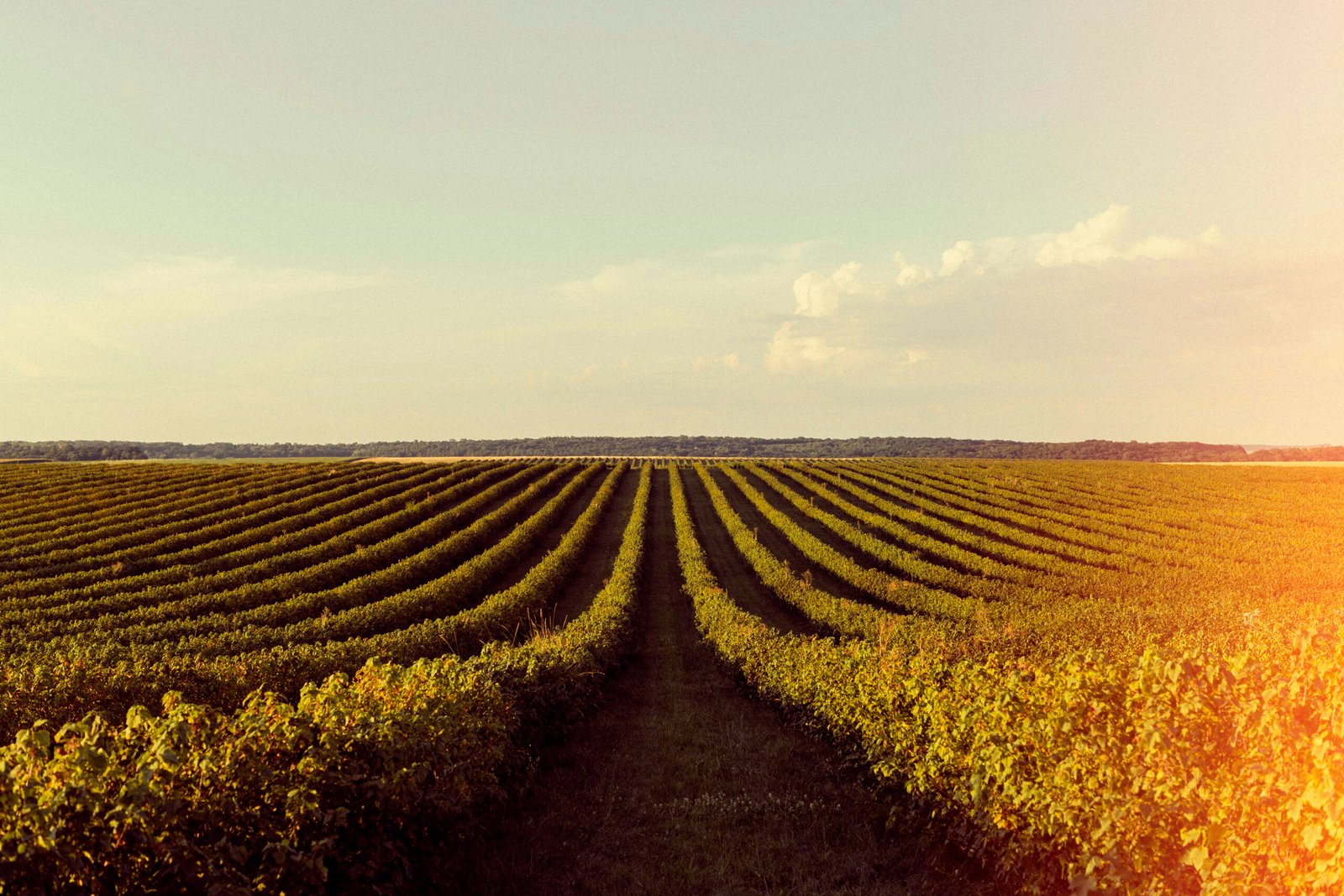 Agricultura de plantación: modelo productivo y características clave