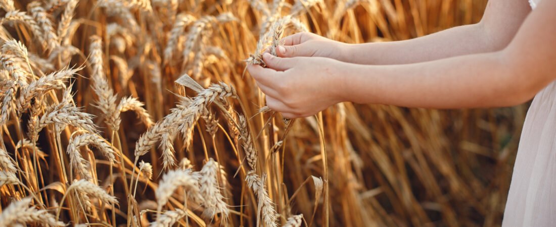 Cultivos de avena: una opción rentable y versátil para el campo