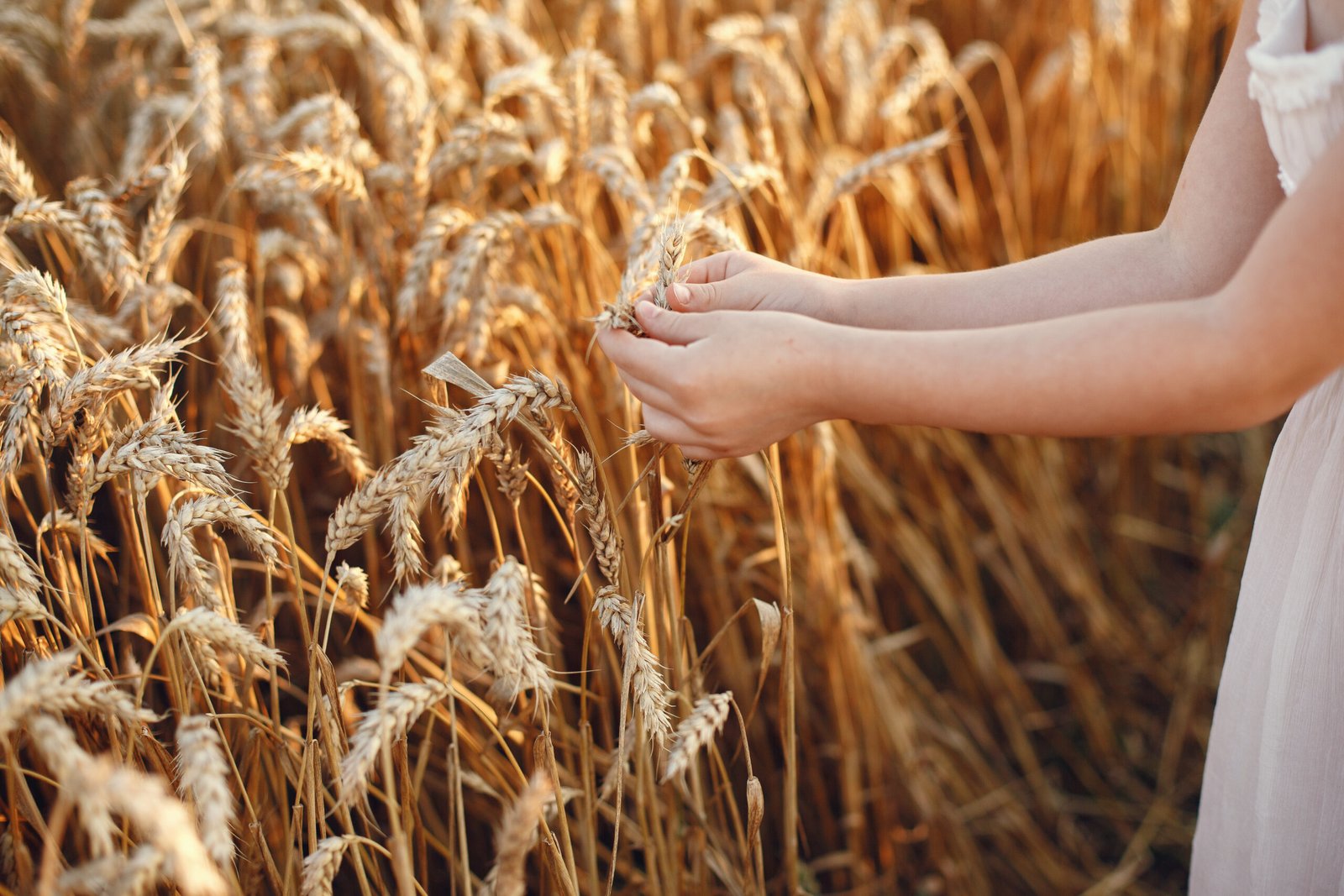 Cultivos de avena: una opción rentable y versátil para el campo