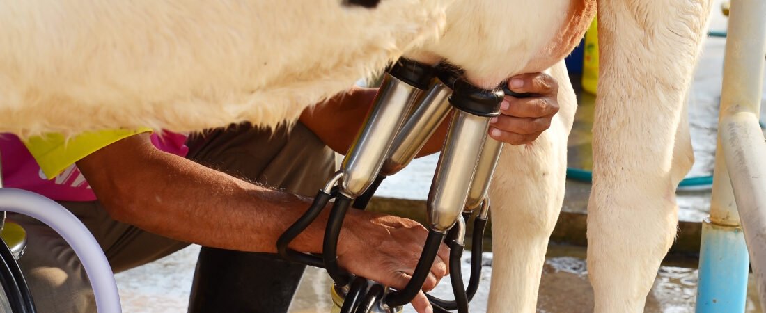 Dónde comprar leche de vaca recién ordeñada: guía para los amantes de lo natural